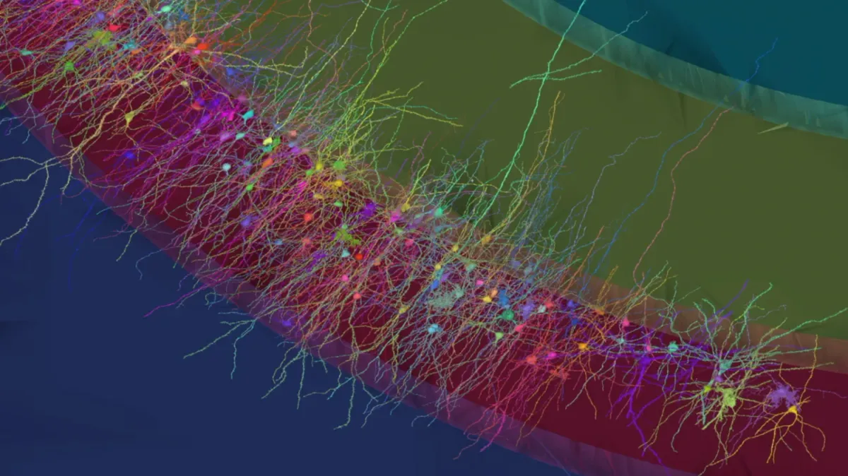 Relational: How Brains Map People, Places, and Everything in Between